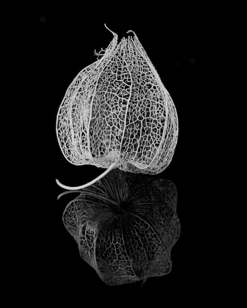 Open_Merrelyn Hunter - Gold