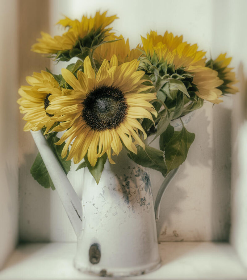 Open_Modified_Alex Nesbitt - Gold