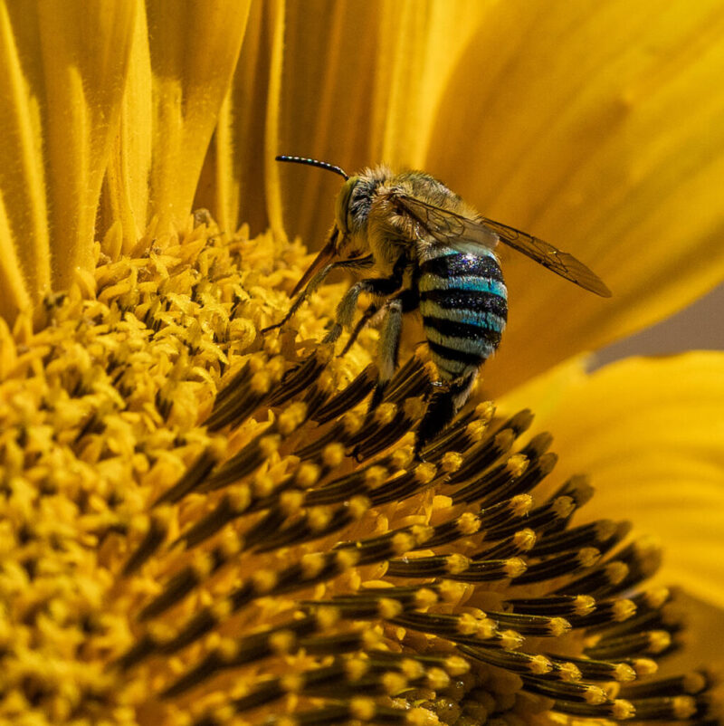 Novice_Annette Messenger - Gold