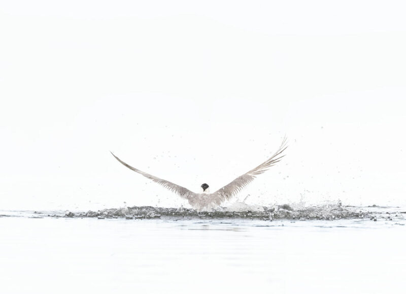 Theme_Alice Worswick - Gold