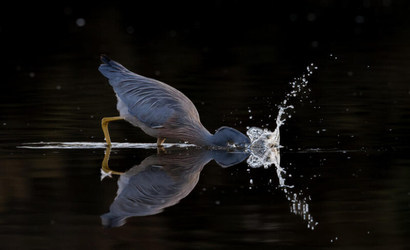 Open_Modified_Alice Worswick - Gold