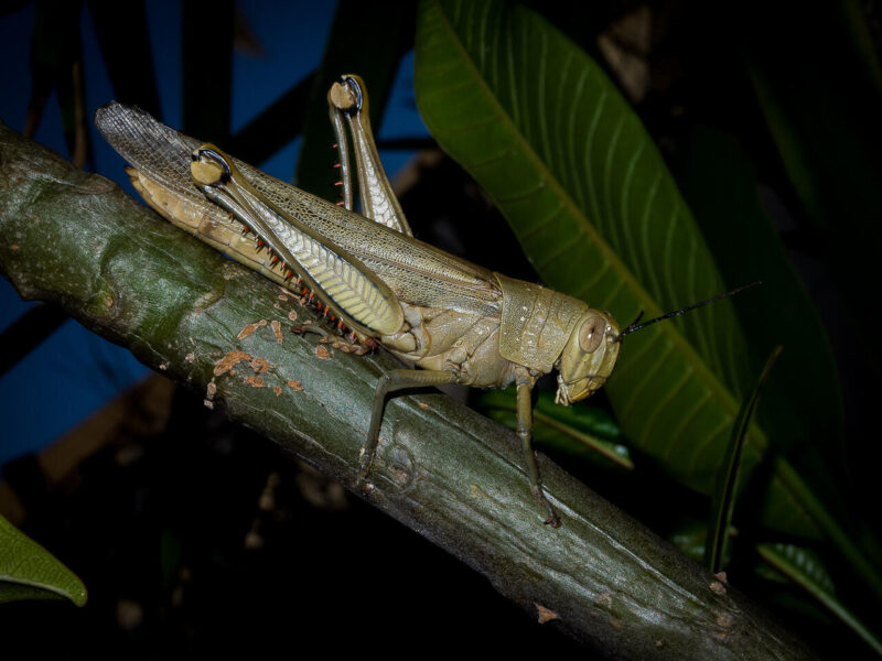 Theme_Daniel Messom - Gold