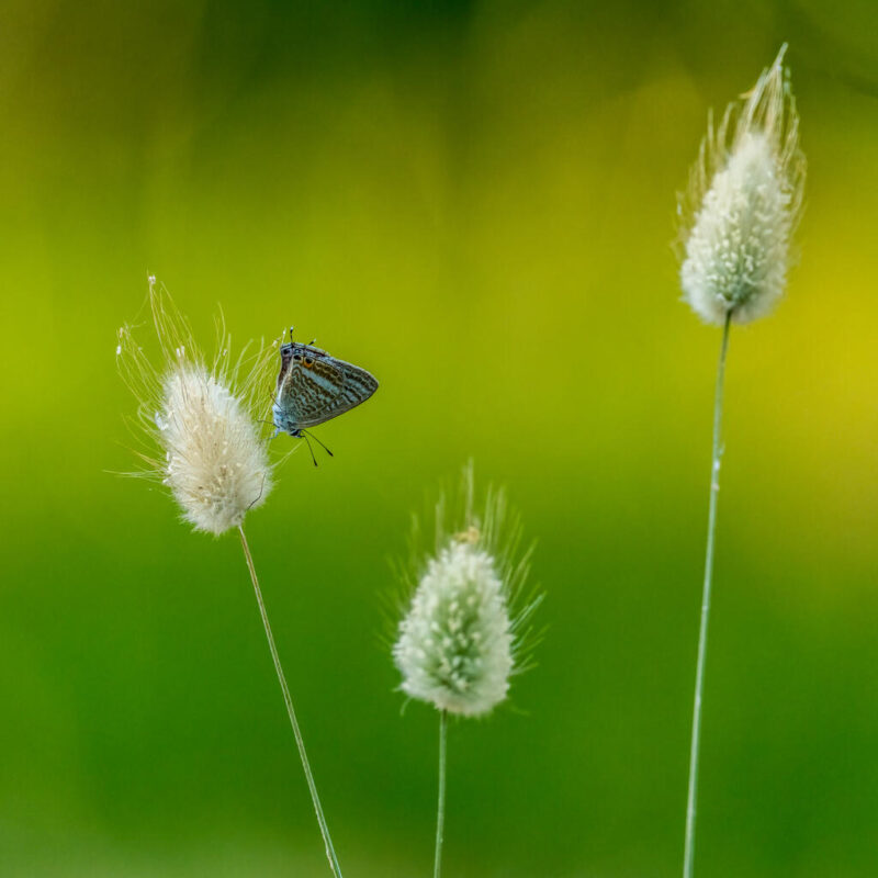 Theme_Modified_Lubin Dinnie - Gold