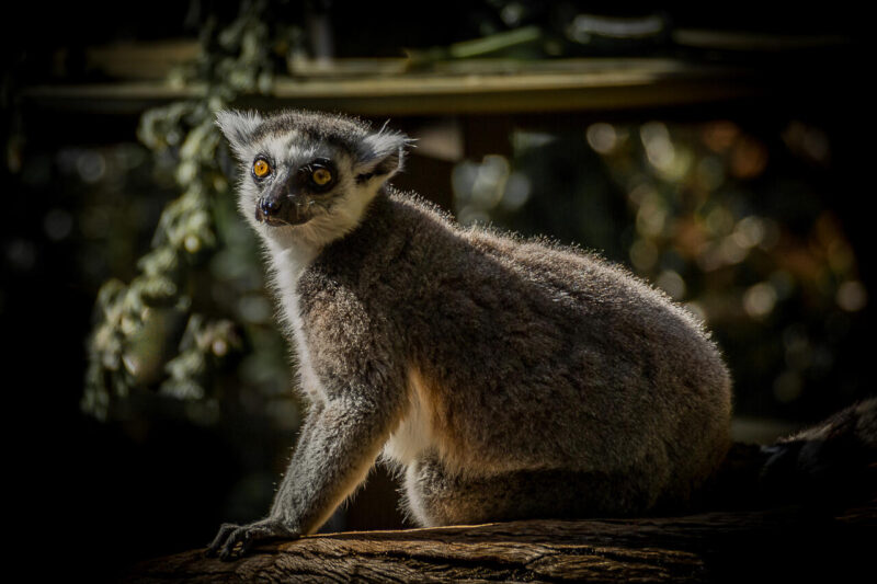 Open_Modified_Daniel Messom - Gold