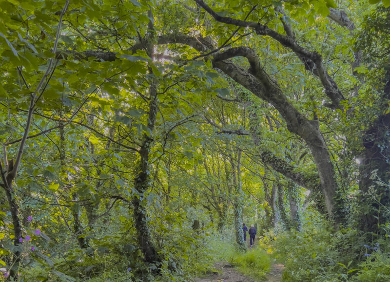 Open_Modified_Jane Lutz - Gold