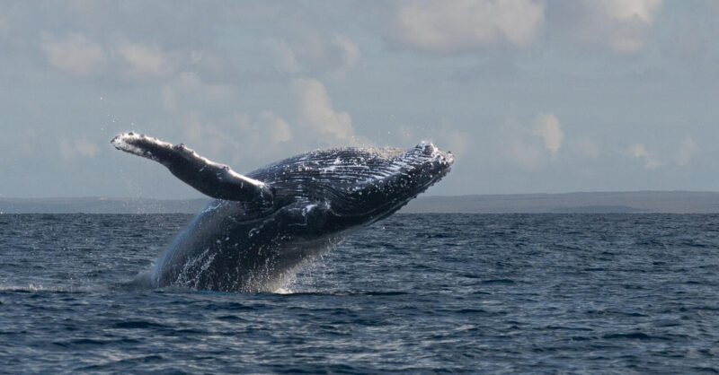 Open_Modified_John Binks - Gold