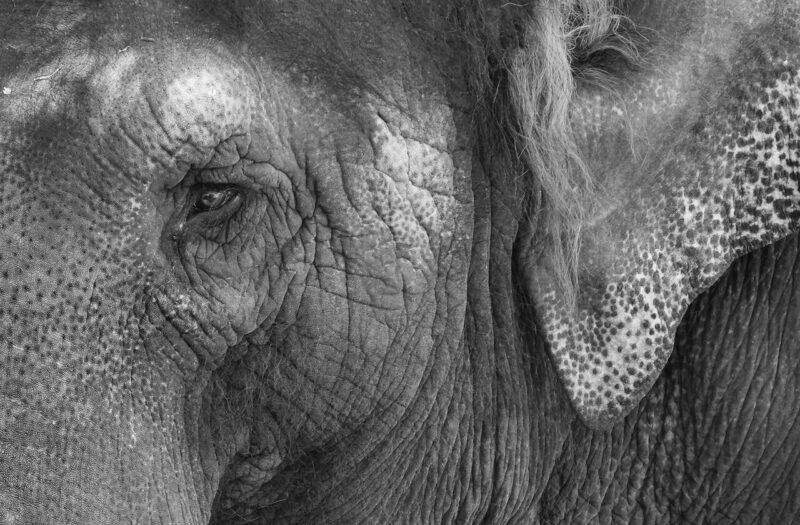 Theme_Cara Riley - Gold