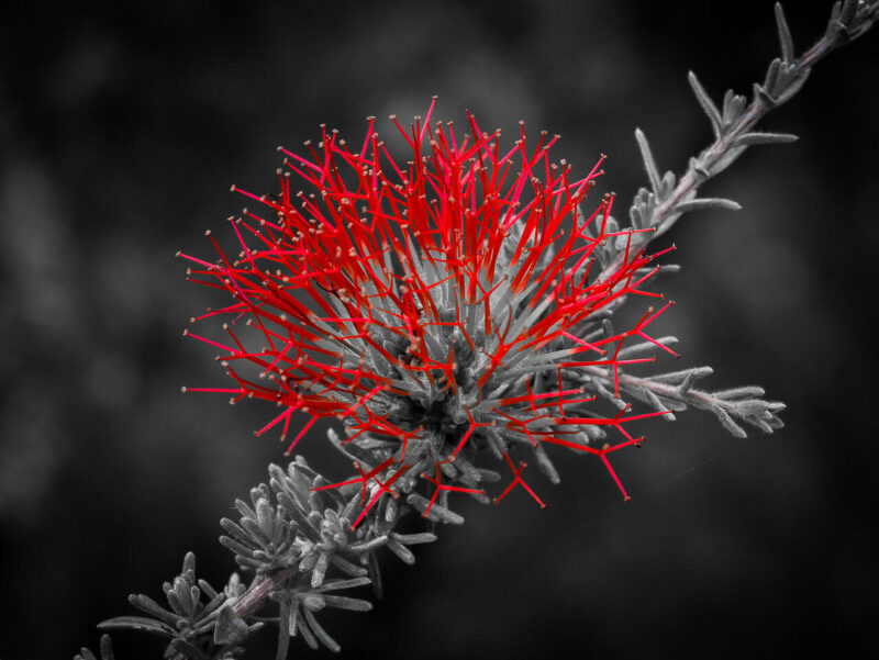 Theme_Modified_Daniel Messom - Gold