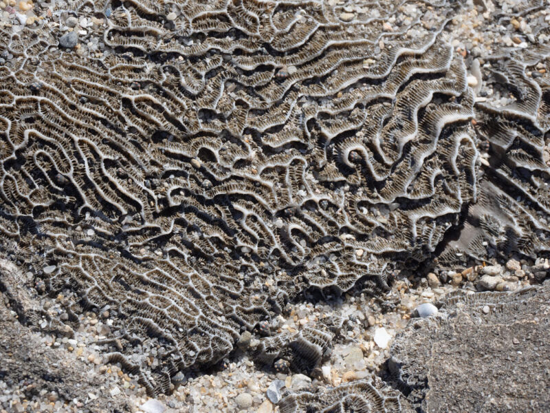 Theme_John Lutz - Gold