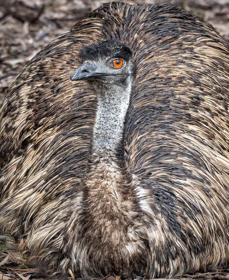 Theme_Modified_Leanne Masson - Gold