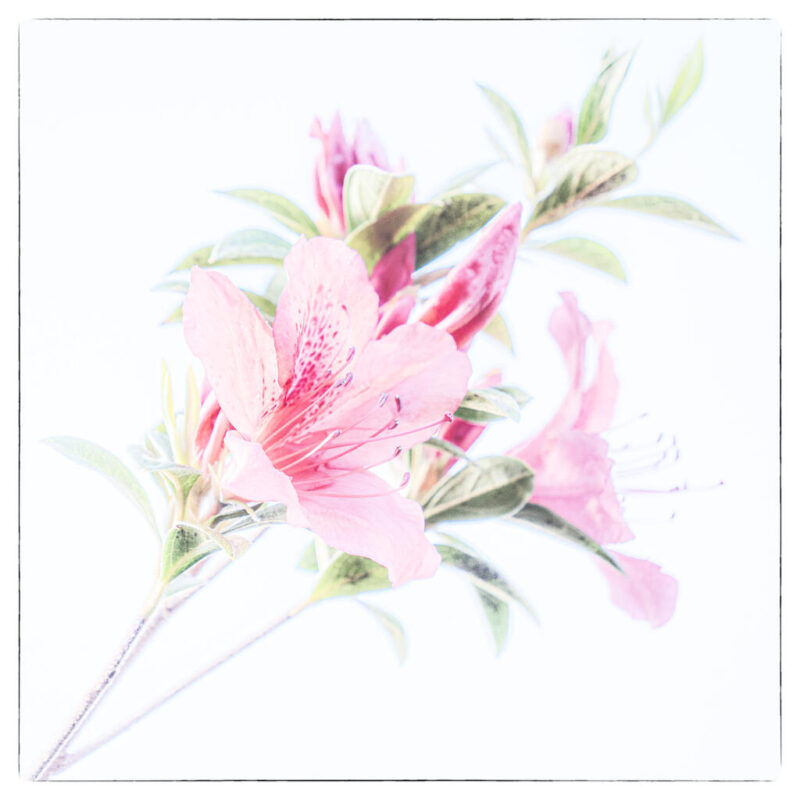 Open_Modified_Alex Nesbitt - Gold