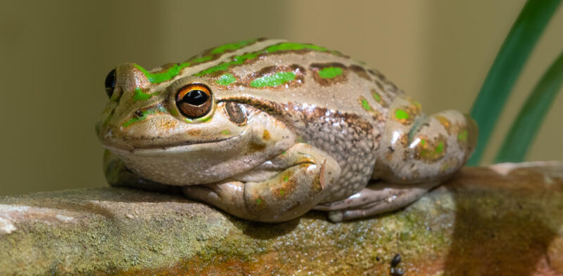 Open_John Binks - Gold