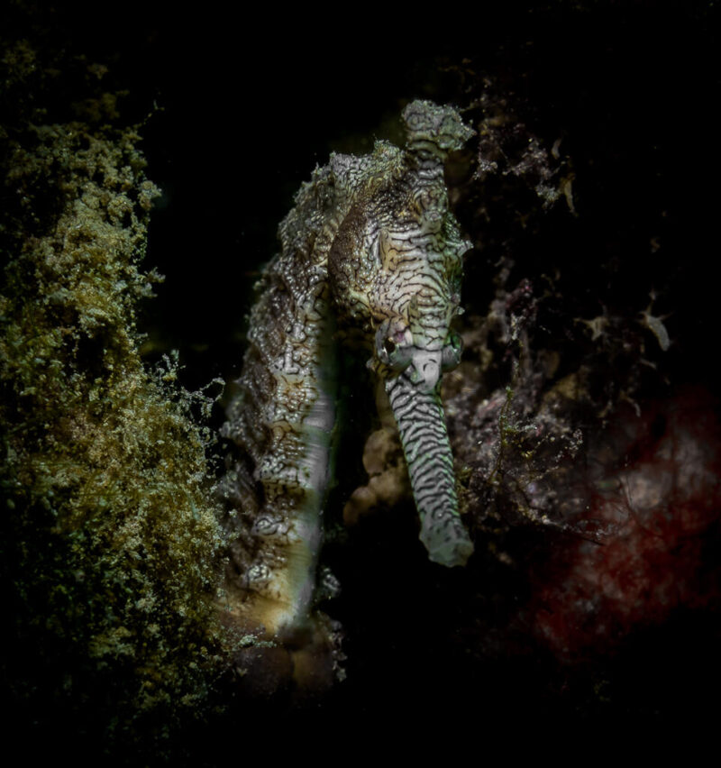 Open_Modified_Daniel Messom - Gold