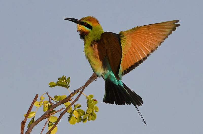 Open_Modified_Pamela Punshon - Gold