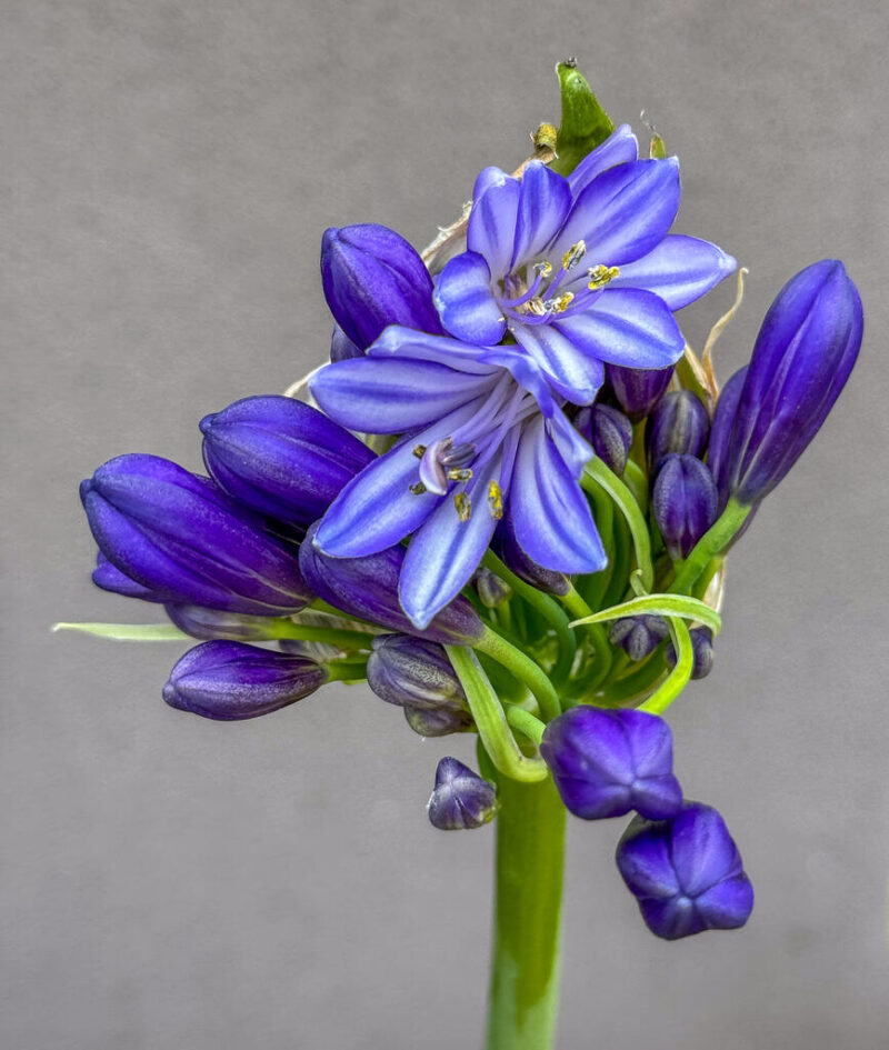 Theme_Phil Ashton - Gold