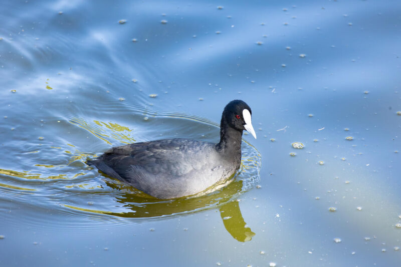 Open_Modified_Carol Zaugg - Gold