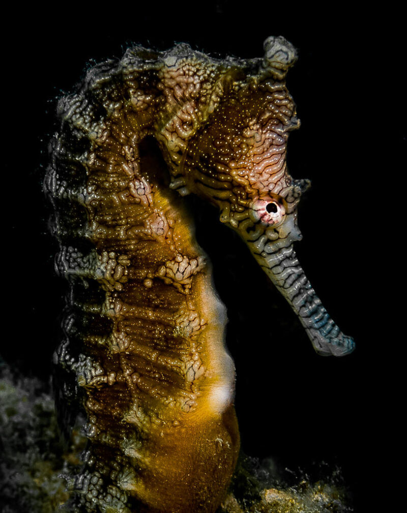 Open_Modified_Daniel Messom - Gold