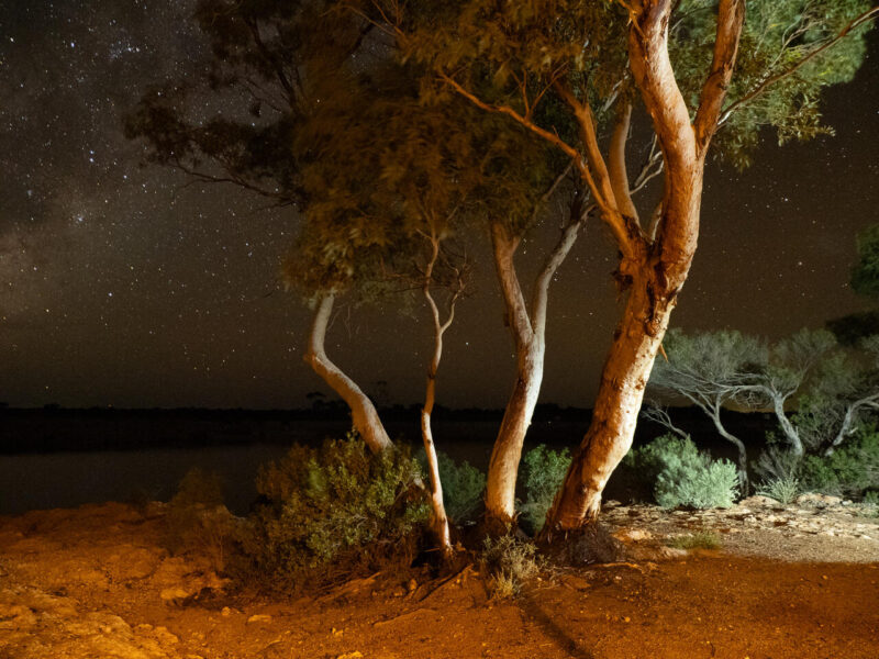 Open_John Lutz - Gold