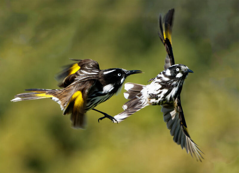 Open_Darryl Oats - Gold