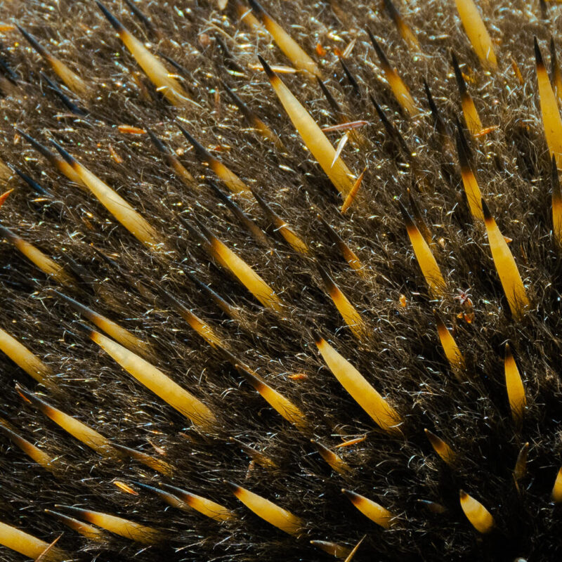 Theme_Leanne Masson - Gold