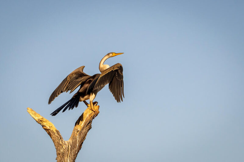 Theme_Leanne Masson - Gold