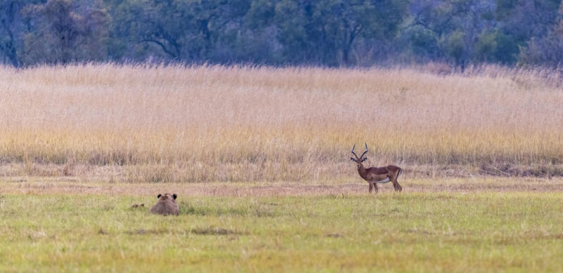 Theme_Modified_Lubin Dinnie - Gold