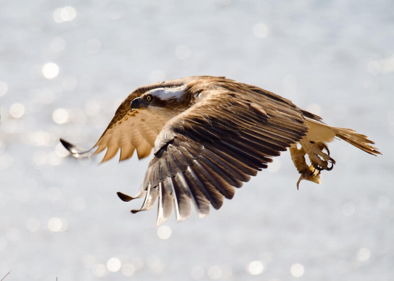 Theme_Merrelyn Hunter - Gold