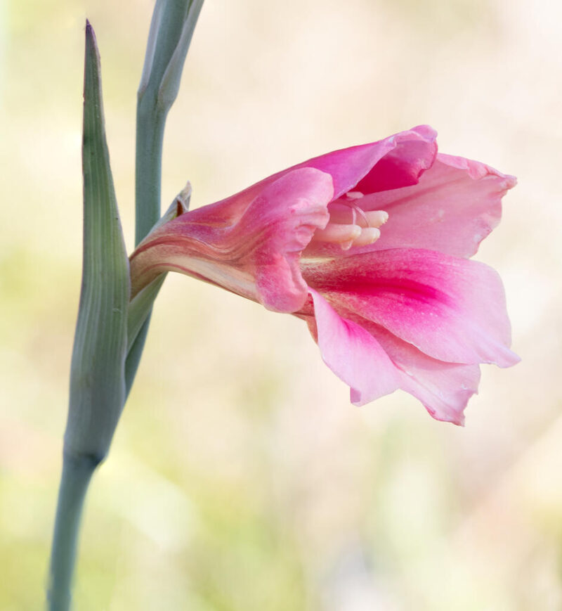 Open_Darryl Oats - Gold