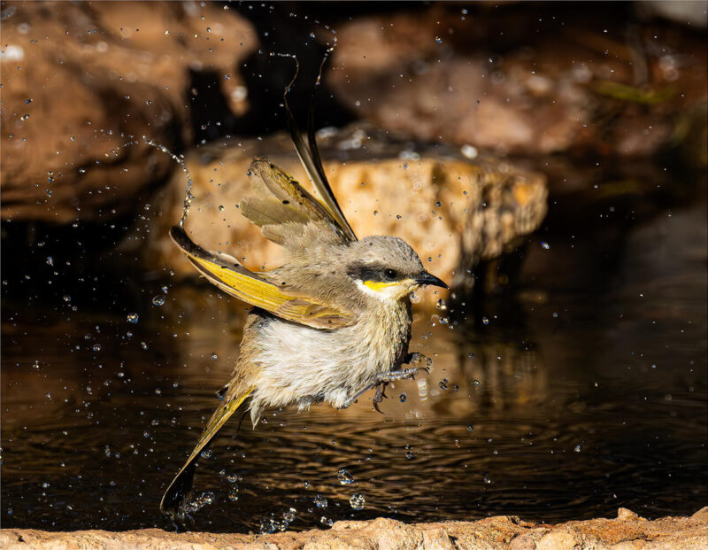 Theme_Modified_Chris Landman - Gold