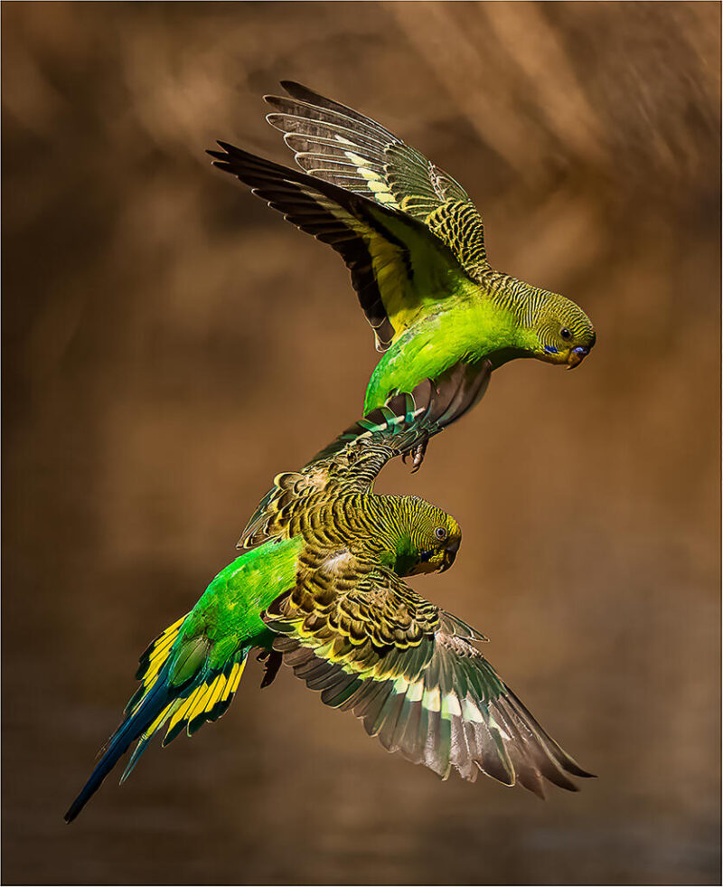 Theme_Modified_Linda Landman - Gold