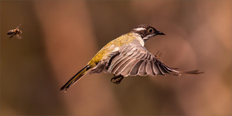 Theme_Modified_Linda Landman - Gold