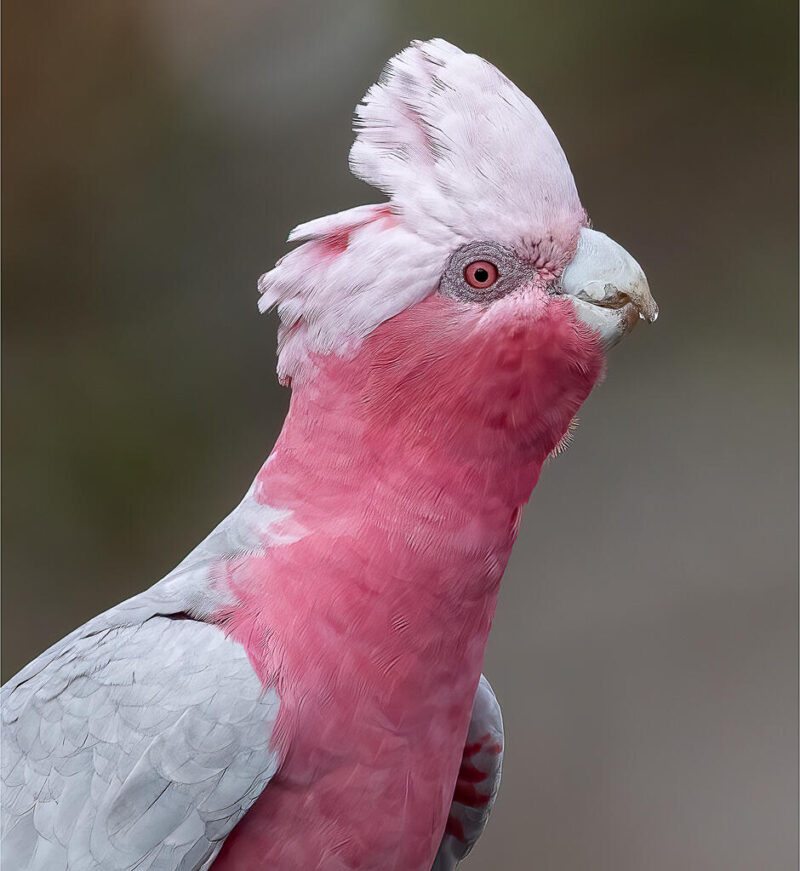 Theme_Modified_Linda Landman - Gold