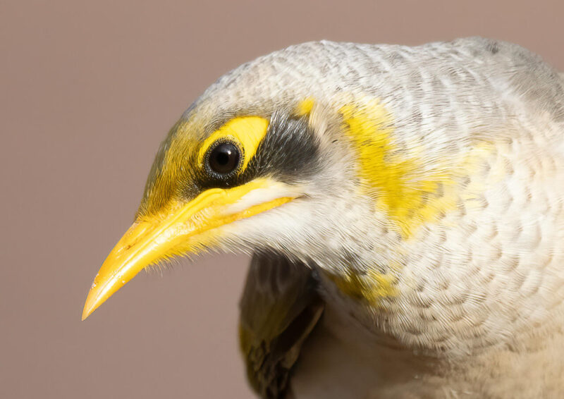 Theme_John Lutz - Gold