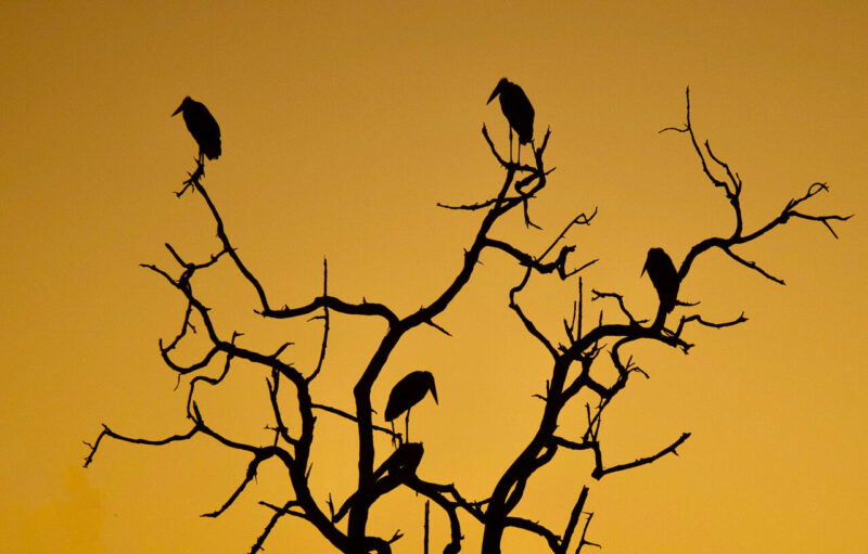 Theme_Merrelyn Hunter - Gold