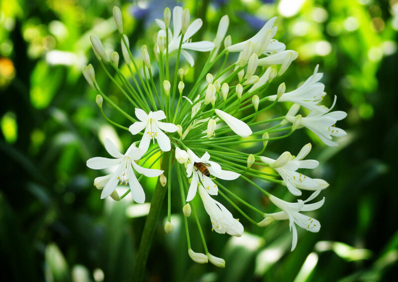 Digital_Print_Cara Riley