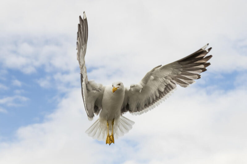 Digital_Print_Daniel Messom