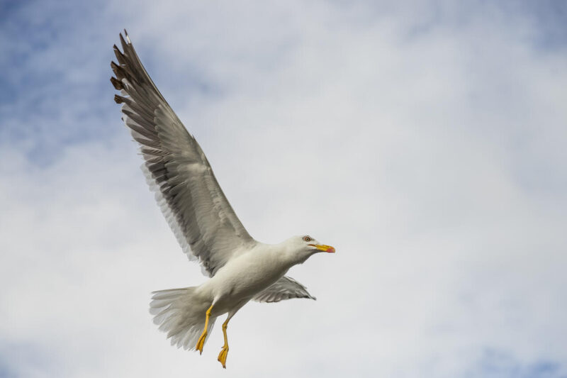 Theme_Daniel Messom - Gold