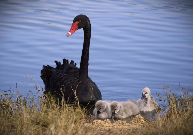 Digital_Print_Jane Adlard