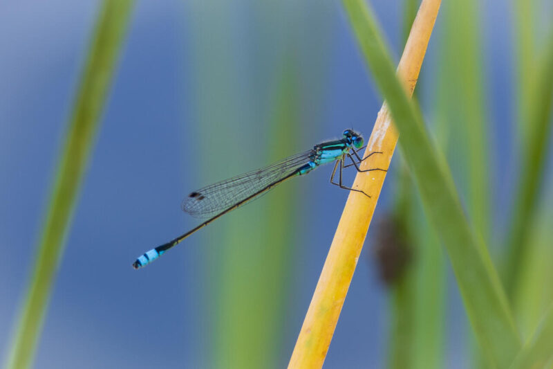 Theme_Modified_Leanne Masson - Gold