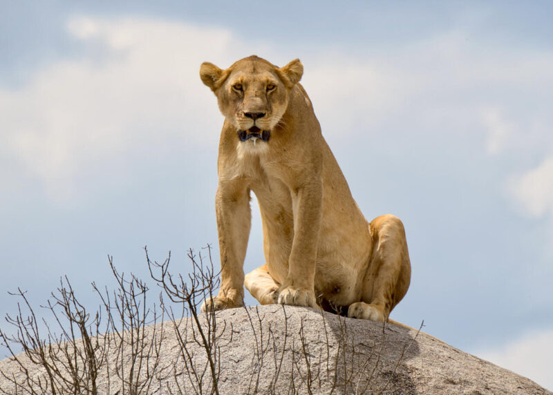 Digital_Print_Merrelyn Hunter