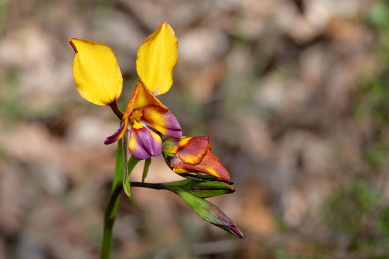 Digital_Print_Sue Mclauchlan