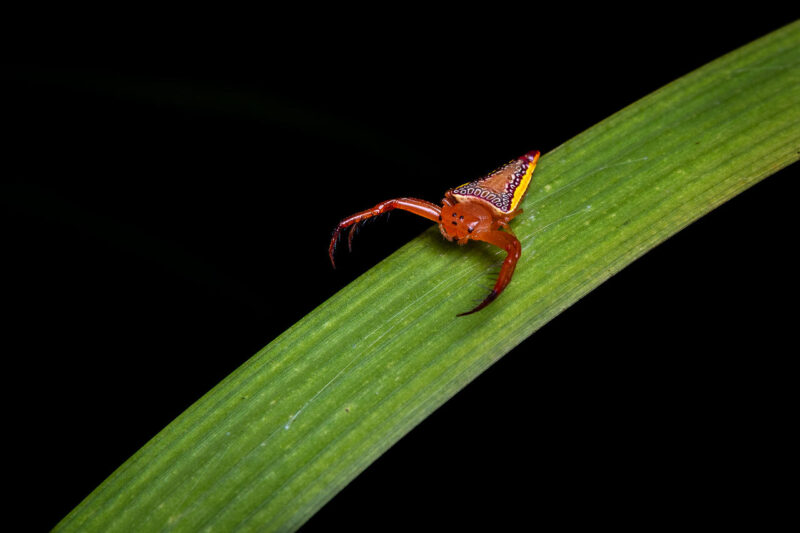 Theme Modified_Leanne Masson