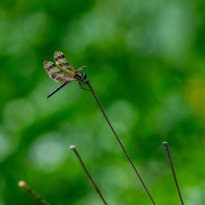 Theme Modified_Lubin Dinnie