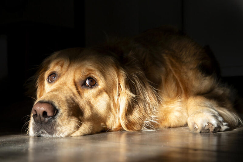 Theme Modified_Sarah Salmela