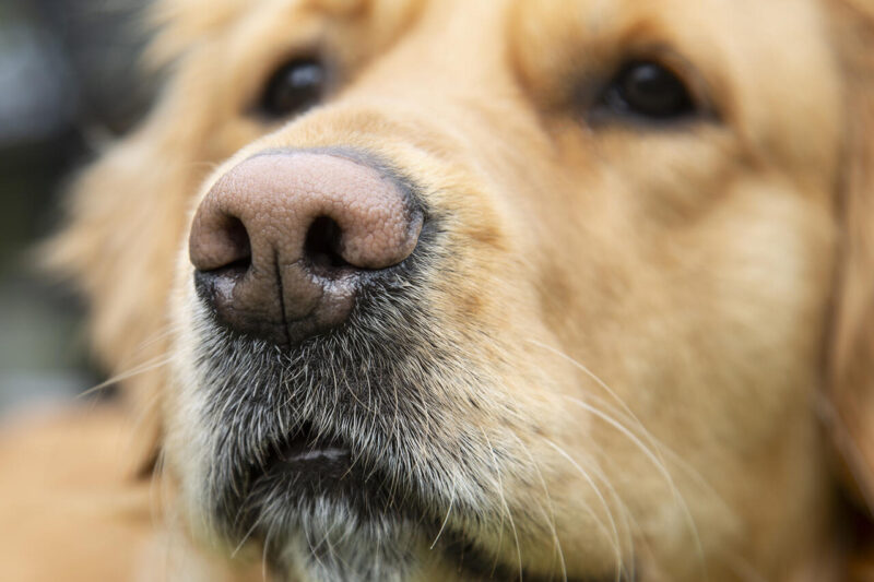 Theme Modified_Sarah Salmela