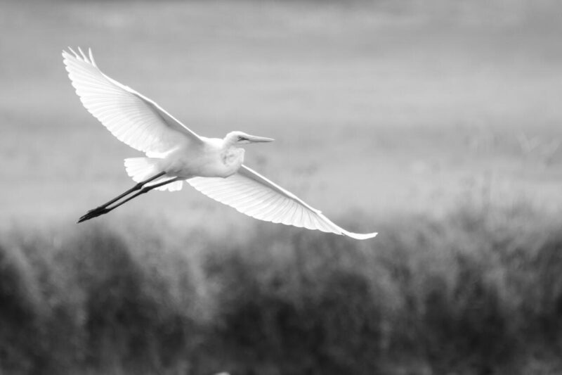 Digital Print_Jayne Palmer